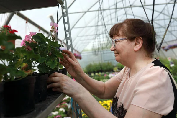 Seniorin Wählt Blumen Auf Dem Markt — Stockfoto