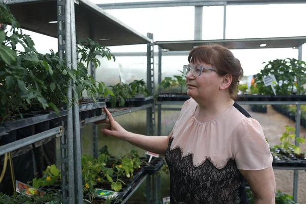 Senior Woman Selects Seedlings Market — Stock Photo, Image