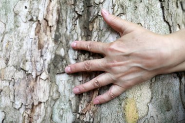Kadın palmiye ağaç kabuğu arka plan üzerinde