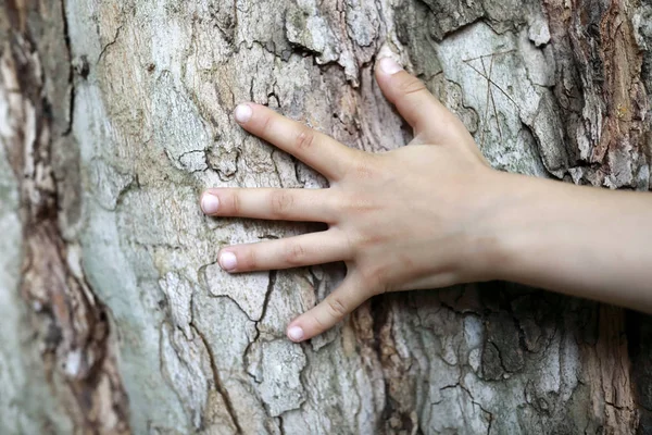 Palma Criança Fundo Casca Árvore — Fotografia de Stock