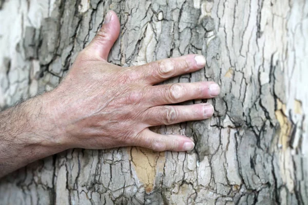 Palma Hombre Sobre Fondo Corteza Árbol — Foto de Stock