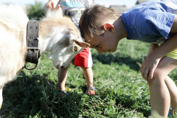 Garçon Jouer Avec Chèvre Ferme — Photo