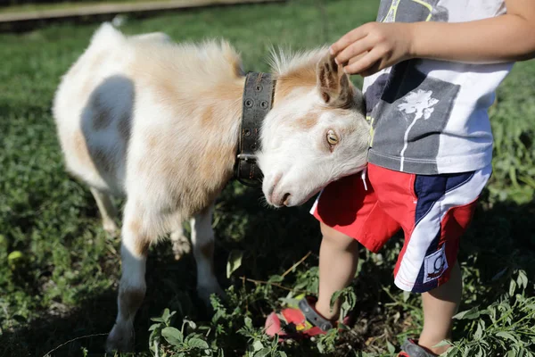 Kind Spielt Mit Ziege Auf Dem Bauernhof — Stockfoto