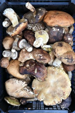 Yabani mantar kutusunda piyasada ayrıntılarını