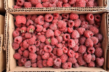 Ahududu piyasada kutularındaki görünümünü