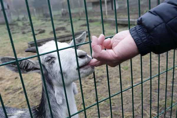 Goat biting finger of tourist on farm