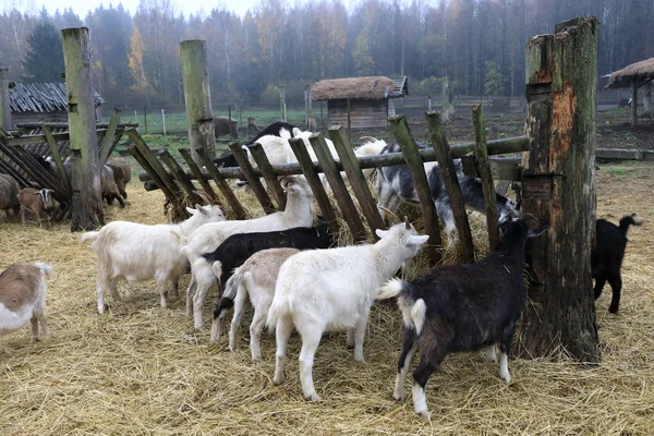 Goats Feeding Farm Autumn — Stock Photo, Image