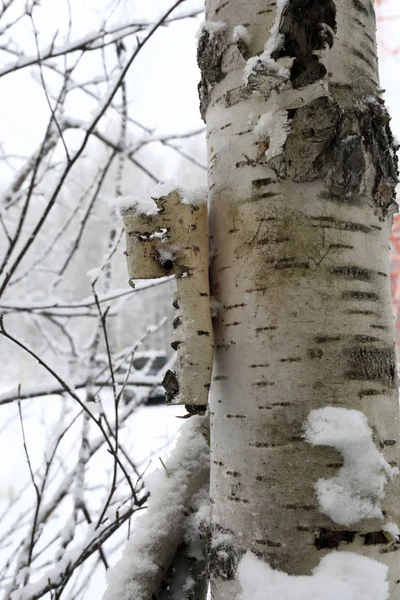 Detalhes Casca Vidoeiro Inverno Rússia — Fotografia de Stock