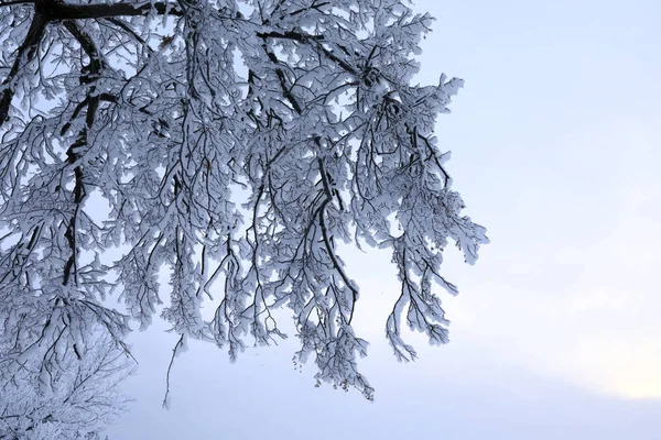 Blick Auf Schnee Baum Zweig Auf Dem Hintergrund Des Himmels — Stockfoto