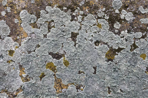 Duvar Saint Hripsime kilise, Etchmiadzin, Ermenistan