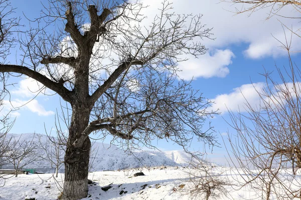 Ermenistan Dağlarında Kış Ağaç Görünümünü — Stok fotoğraf