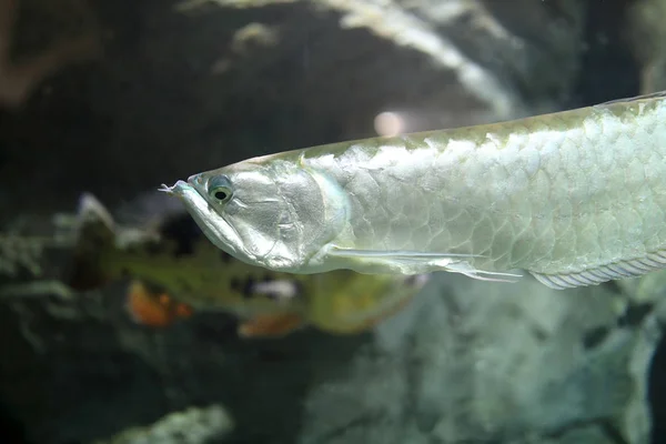 Vy över silverfisk — Stockfoto