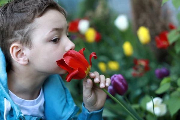 튤립 꽃을 스니핑하는 소년 — 스톡 사진