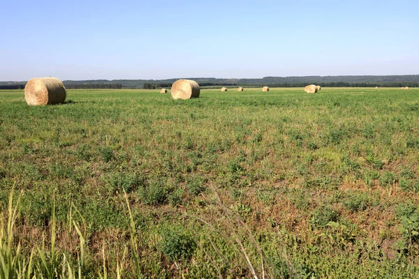 Bales of straw on field — Stock Photo, Image