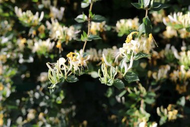 Yasemin çiçeklenme görünümü