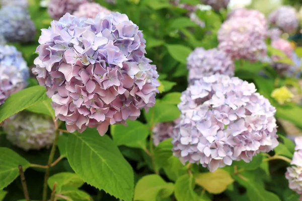 Hortênsia no parque — Fotografia de Stock