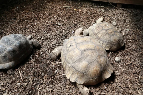 Three turtles on ground