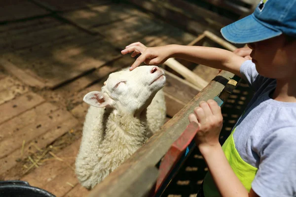 Child touching lamb — Stock Photo, Image
