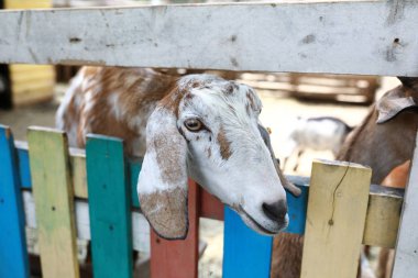 Ahşap padokta koyun