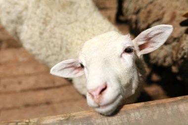 padok içinde beyaz kuzu