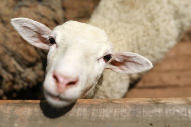 Çiftlikte beyaz kuzu