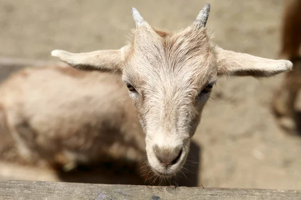 Goat on farm paddock — Stock Photo, Image