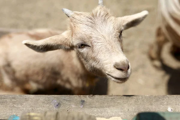 Goat in paddock — Stock Photo, Image