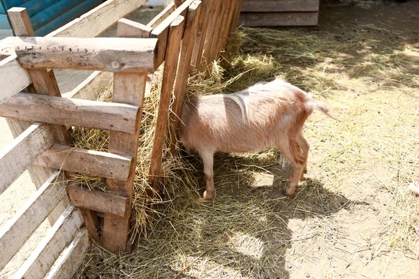 Ziege frisst Heu auf Koppel — Stockfoto