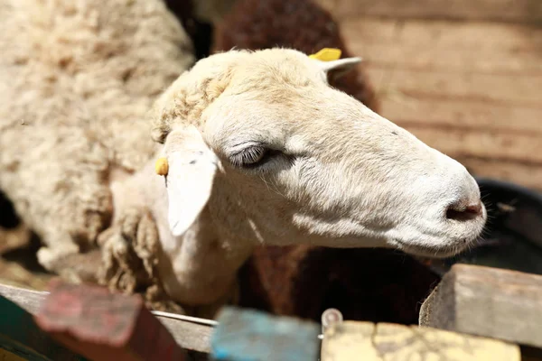 White lamb in wooden paddock — Stock Photo, Image