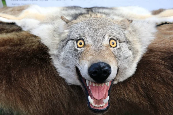 毛皮地毯上的狼头 — 图库照片