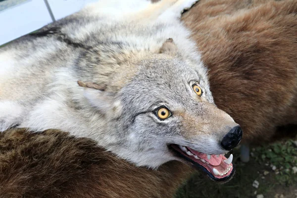Uitzicht op Wolf hoofd op bont — Stockfoto