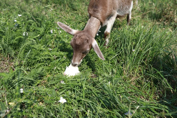 Ziege frisst Kohlblatt — Stockfoto