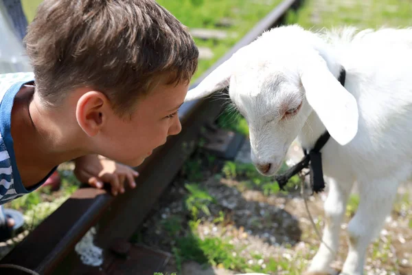 Boy playing with white goat — Stock Photo, Image
