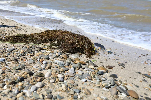 Algae on shore of Sea of Azov — Stock Photo, Image