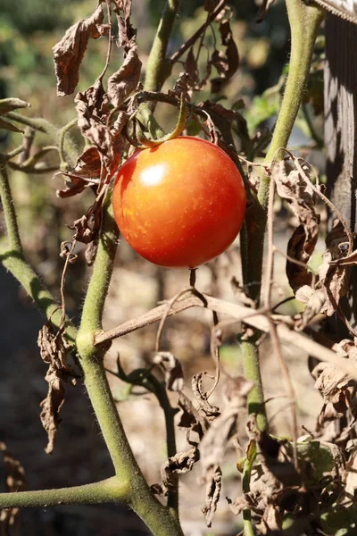 完熟トマトの庭 — ストック写真