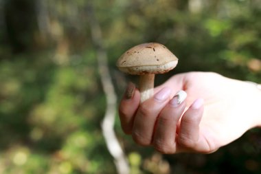 Leccinum psödoscabrum mantarı tutan kişi.