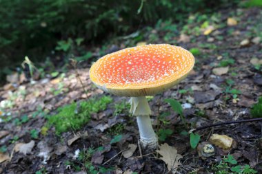 kırmızı sinek agarik mantar