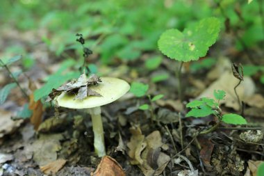 Mantar mantarı manzarası