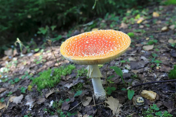 kırmızı sinek agarik mantar