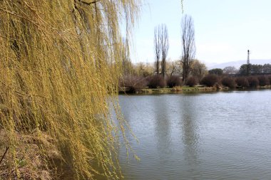 İlkbaharda göl kıyısında söğütler, Kislovodsk, Rusya