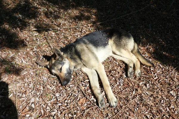 Perro Yace Suelo Bajo Sol Primavera —  Fotos de Stock