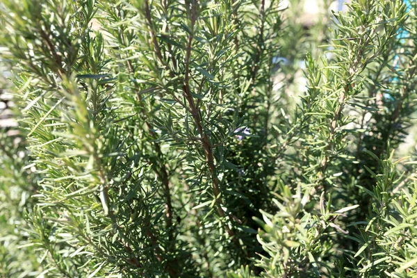 View Rosemary Plants Garden — Stock Photo, Image