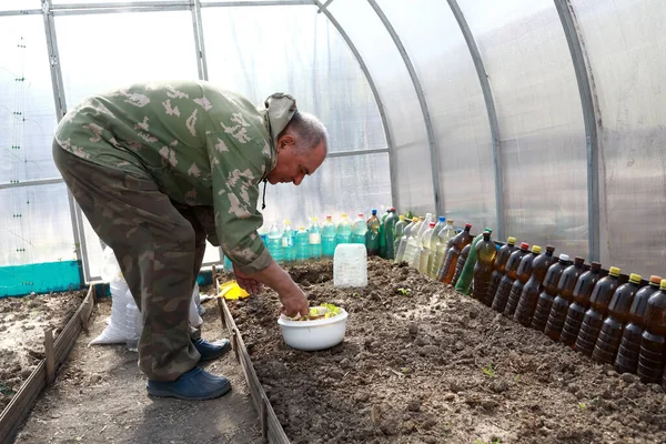 Man Plants Seedlings Cucumbers Greenhouse Spring — Stock Photo, Image