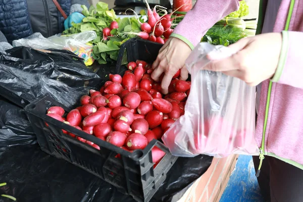 Une Personne Choisit Radis Sur Marché Russie — Photo