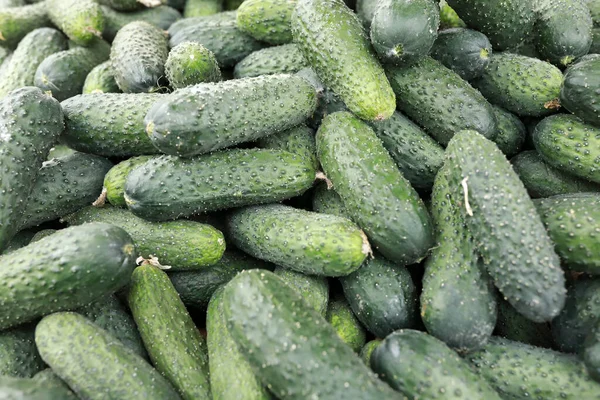 Piyasada taze salatalık yığını, Rusya