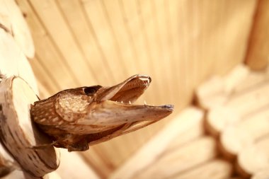 Tahta bir duvarda doldurulmuş turna başı