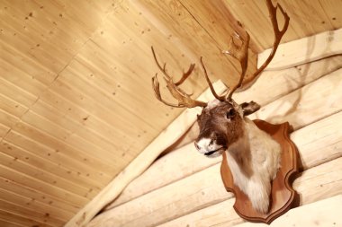 Duvardaki doldurulmuş geyik kafası görüntüsü