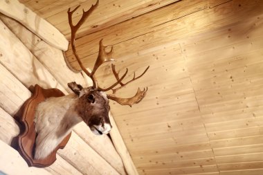 Tahta duvarda doldurulmuş geyik kafası manzarası