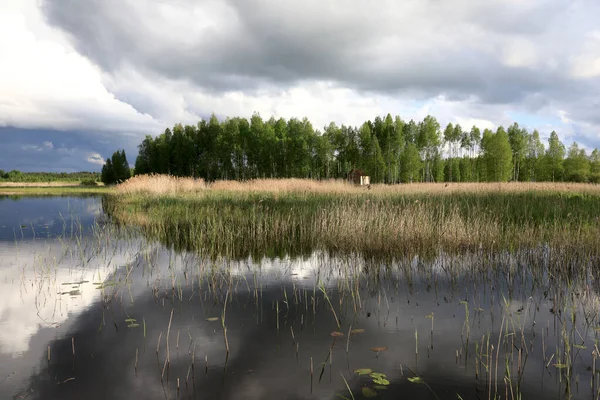 俄罗斯塞里格湖畔的森林 — 图库照片