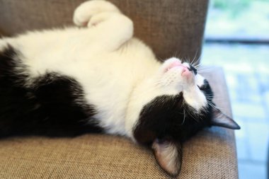 Kedi kanepede uyuyor.